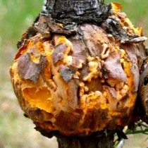 Смоляной рак, или серянка (серебрянка) сосны