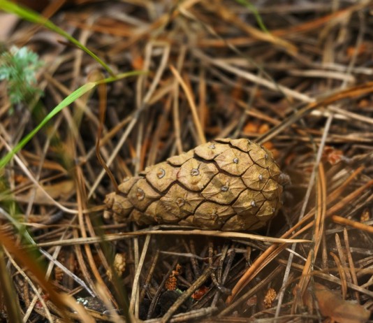 Как использовать хвою в саду и огороде? - Цветник и ландшафт Как использовать хвою в саду и огороде?