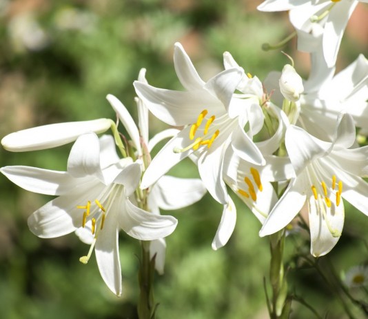 Лилии кандидум