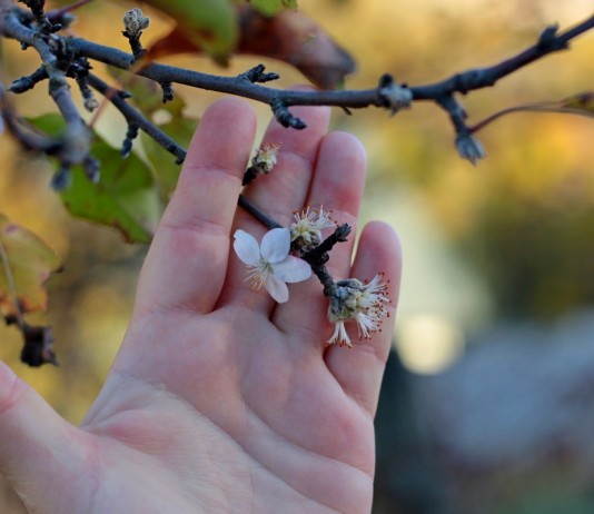 Осеннее цветение растений