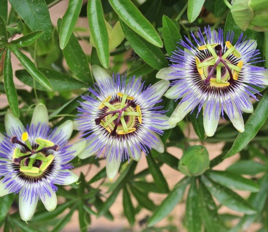 Пассифлора голубая (Passiflora caerulea)