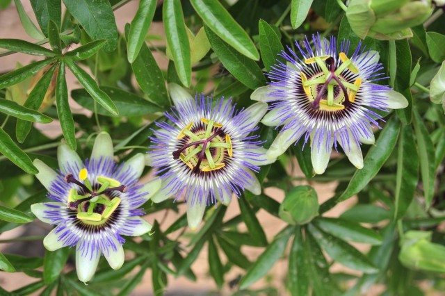 Пассифлора голубая (Passiflora caerulea)
