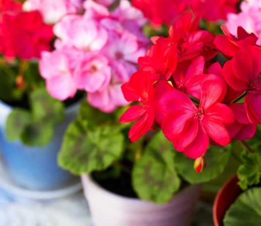 Пеларгония