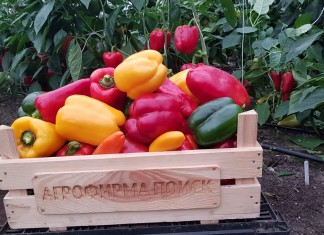 Перец от агрофирмы «Поиск» на любой вкус