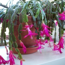 Шлюмбергера Бакли (Schlumbergera х bucklei) 