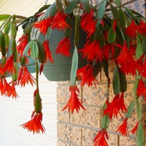 Шлюмбергера Гартнера (Schlumbergera gaertneri)