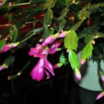 Шлюмбергера русселиана (Schlumbergera russelliana)