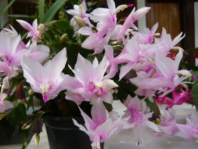 Шлюмбергера усеченная (Schlumbergera truncata)