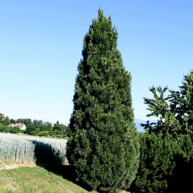 Сосна чёрная «Пирамидалис» (Pinus nigra Pyramidalis) Сосна чёрная «Пирамидалис» (Pinus nigra Pyramidalis)