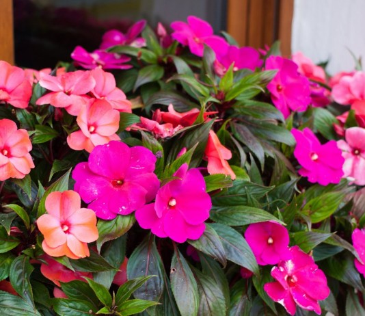 Выращиваем бальзамин в комнате — лучшие сорта, уход, зимовка