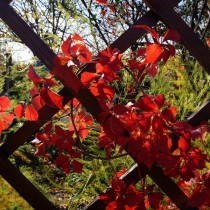 Девичий виноград прикрепленный (Parthenocissus inserta)