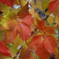 Девичий виноград Энгельмана (Parthenocissus Еngelmannii)