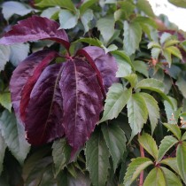 Девичий виноград пятилисточковый (Parthenocissus quinquefolia)