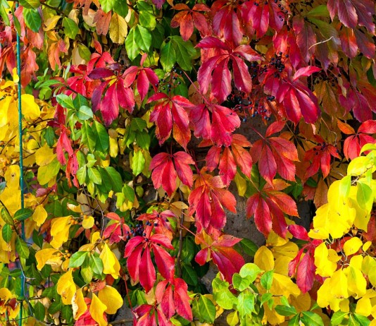 Мои сорта девичьего винограда — декоративные и послушные