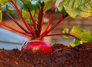 Многие культуры чувствительны к повышенной кислотности почвы