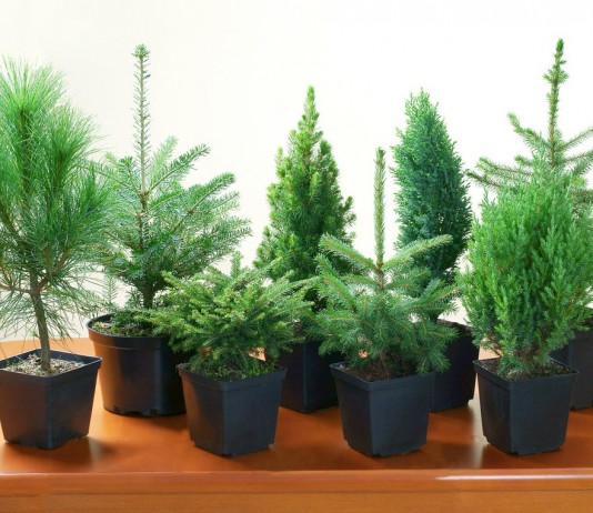 Лучшие виды и сорта хвойных в горшке на роль новогодней ёлки