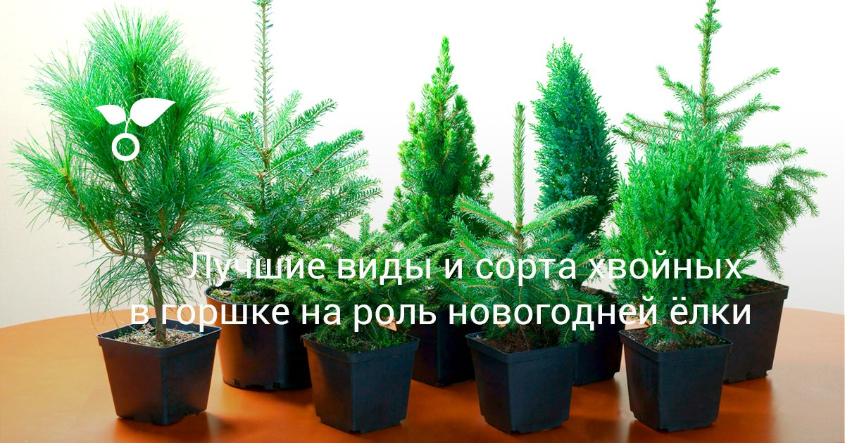 Лучшие виды и сорта хвойных в горшке на роль новогодней ёлки