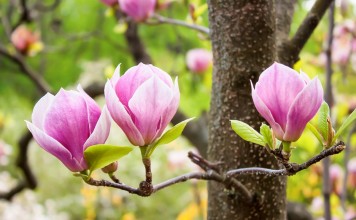 Как я выращиваю магнолии из семян