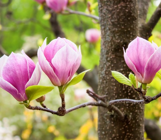 Как я выращиваю магнолии из семян