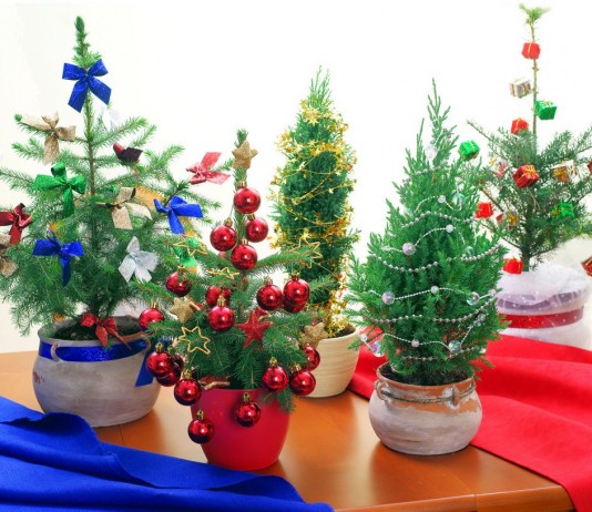 Живые хвойные растения вместо новогодней ёлки - Редкие и необычные Живые хвойные растения вместо новогодней ёлки