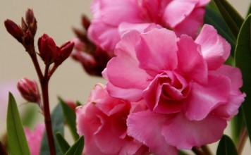 Олеандр — особенности выращивания в комнатных условиях