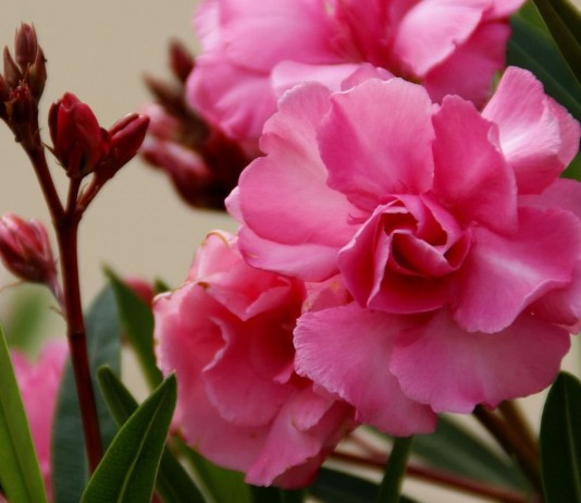 Олеандр — особенности выращивания в комнатных условиях