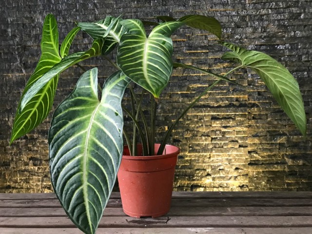 Алоказия (Alocasia) Алоказия (Alocasia)