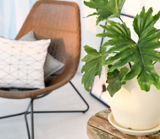 5 самых эффектных комнатных растений с крупными листьями - Красивоцветущие 5 самых эффектных комнатных растений с крупными листьями