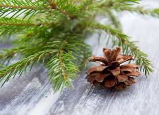 Как ухаживать за ёлкой в горшке?