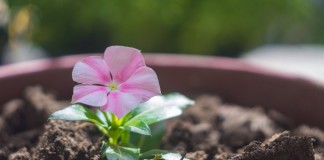Полная замена грунта – достаточно хлопотное занятие