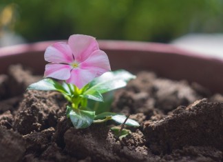 Полная замена грунта – достаточно хлопотное занятие