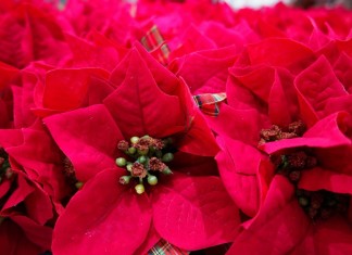 Пуансеттия – Рождественская или Вифлеемская звезда