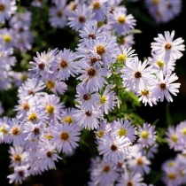 Симфиотрихум кустарниковый, или Астра кустарниковая (Symphyotrichum dumosum)