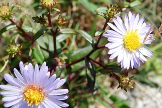 Симфиотрихум пунцовый, или Астра пунцовая (Symphyotrichum puniceum)