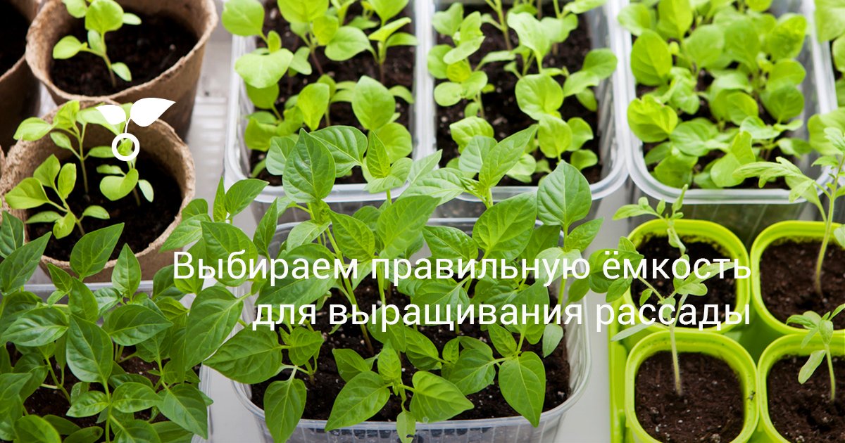 Выбираем правильную ёмкость для выращивания рассады