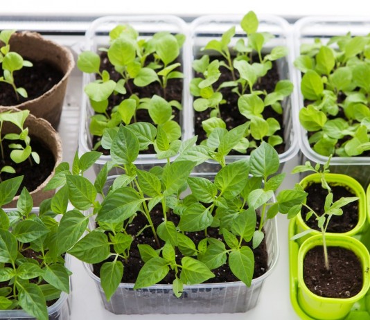 Выбираем правильную ёмкость для выращивания рассады