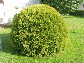 Туя западная «Голден Глоб» (Thuja occidentalis 'Golden Globe')