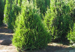 Туя складчатая «Кан-кан» (Thuja plicata 'Can-can')