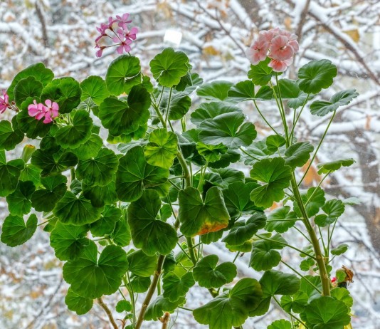 Правила зимовки пеларгонии на подоконнике и в подвале