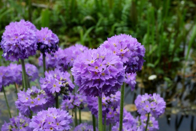 Примула мелкозубчатая (Primula denticulata) Примула мелкозубчатая (Primula denticulata)