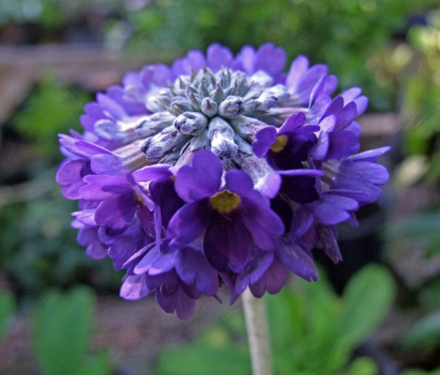 Примула головчатая (Primula capitata) Примула головчатая (Primula capitata)