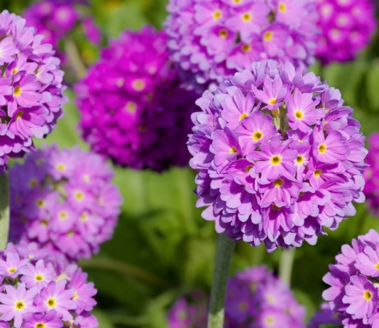 Зубчатолистные примулы — виды, использование в дизайне сада, уход