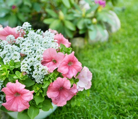 10 самых надёжных однолетних цветов для вашего сада