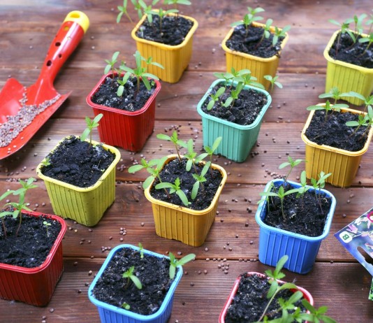 5 ярких летников, которые нужно посеять в начале февраля