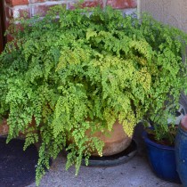 Адиантум Венерин волос (Adiantum capillus-veneris)