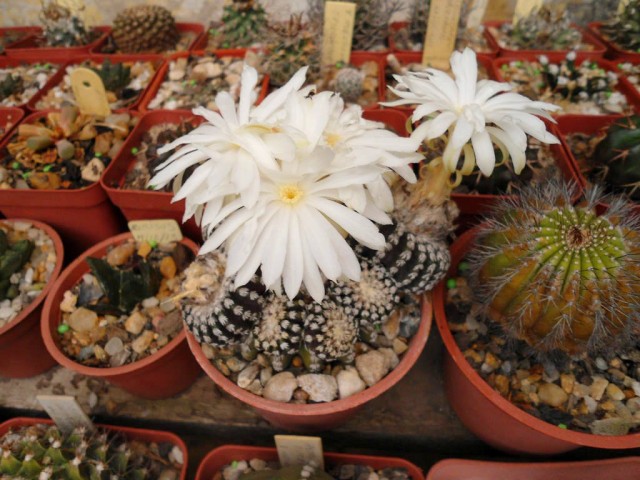 Дискокактус Хорсти (Discocactus horstii)