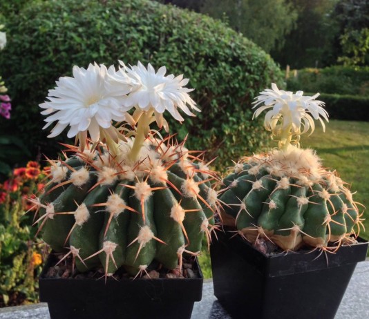 Дискокактус — самый популярный из цветущих кактусов