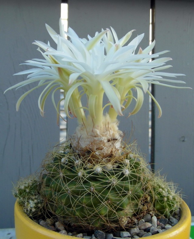 Дискокактус Зентнера (Discocactus zehntneri)
