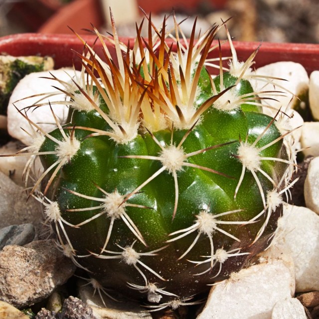 Дискокактус незамечательный (Discocactus pseudoinsignis)