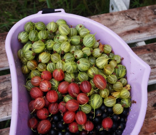 Крыжовник в моём саду — 5 сортов, устойчивых к мучнистой росе